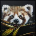 Roter Panda 2; Acryl auf Leinwand;
80 x 80 cm